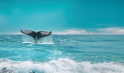 Шоу «Полюбить океан»