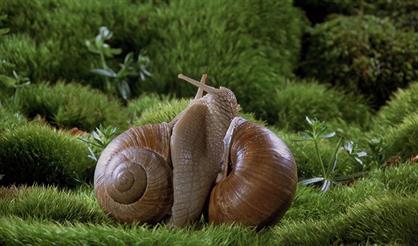 Микрокосмос. Simple Music Ensemble