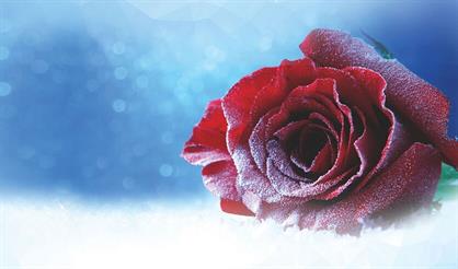 Танго зимних ночей