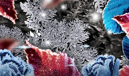 Букет из музыки и роз