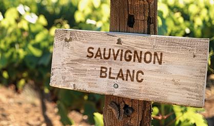 Мероприятие с дегустацией "Все оттенки совиньон блана"