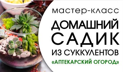 Домашний садик из суккулентов