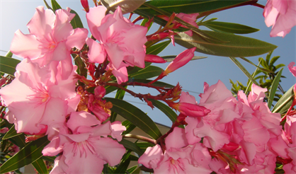 Латиноамериканская музыка. Ансамбль Miramar (США)