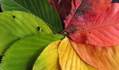 Классика в Кусково. Вивальди, Пьяццолла