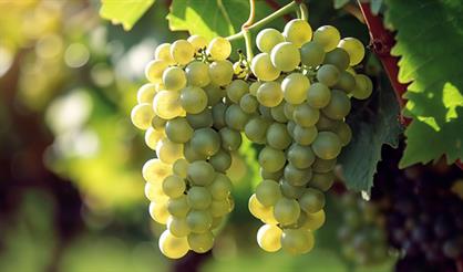 Мероприятие с дегустацией "Такой разный Шардоне"