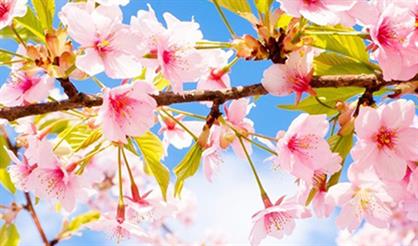 Клуб любителей поэзии «Весна, весна, как воздух чист...»