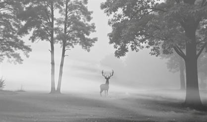 Двое видят двух