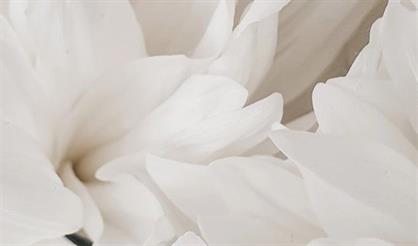 Вечер белых хризантем