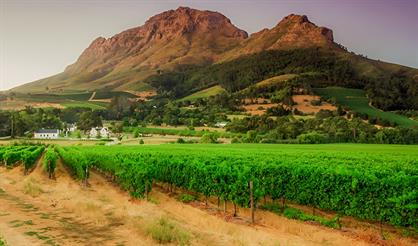 Мероприятие с дегустацией "Все о ЮАР в 5 винах"