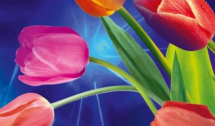 Все звезды для любимой