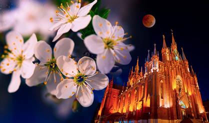 Душа абрикосового дерева