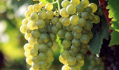 Мероприятие с дегустацией "Все оттенки рислинга"