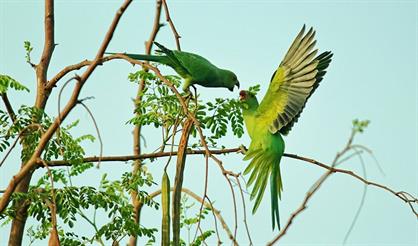 Флейта. Cello. Рояль и певчие птицы